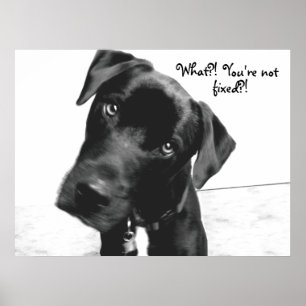 Wat? Je bent niet, vast? Poster