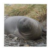 Wat? Seal Tile Tegeltje (Voorkant)