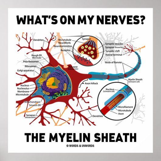 Wat staat er op mijn zenuwen? De Myelin Sheath Poster (Voorkant)