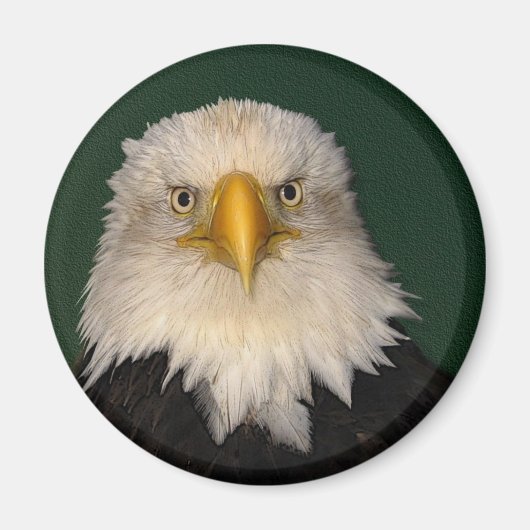 "WAT ZEGGEN?" Bald Eagle Magnet Magneet (Voorkant)