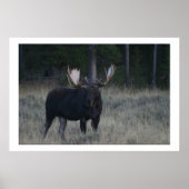 Watchful Moose Poster (Voorkant)