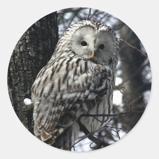 Watchful Owl Ronde Sticker (Voorkant)