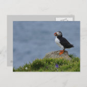 Watchful Puffin Briefkaart (Voorkant / Achterkant)
