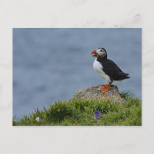 Watchful Puffin Briefkaart