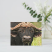 Water Buffalo-Briefkaart Briefkaart (Staand voorkant)