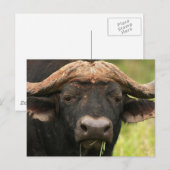 Water Buffalo-Briefkaart Briefkaart (Voorkant / Achterkant)