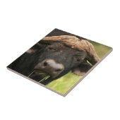 Water Buffalo Tile Tegeltje (Zijkant)