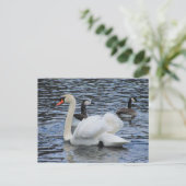 Water Fowl ~ carte postale (Debout devant)