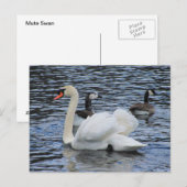 Water Fowl ~ carte postale (Devant / Derrière)
