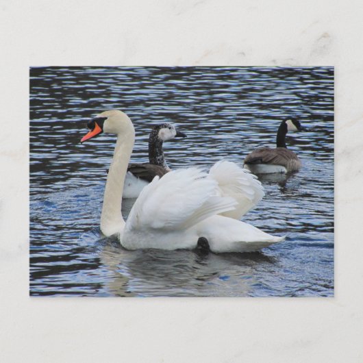 Water Fowl ~ carte postale (Devant)
