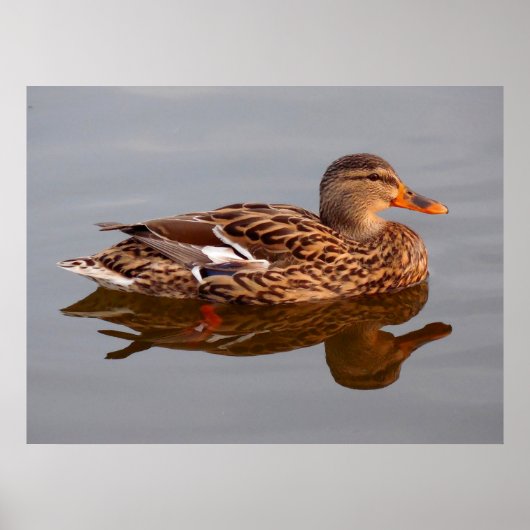 Water Fowl Poster (Voorkant)