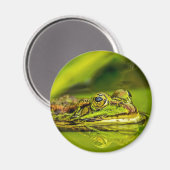 water frog magneet (Voorkant / Achterkant)