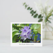 Water Hyacint Verzamelbare Bloem Briefkaarten (Staand voorkant)