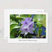 Water Hyacint Verzamelbare Bloem Briefkaarten (Voorkant / Achterkant)