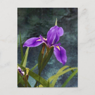 Water Iris Briefkaart