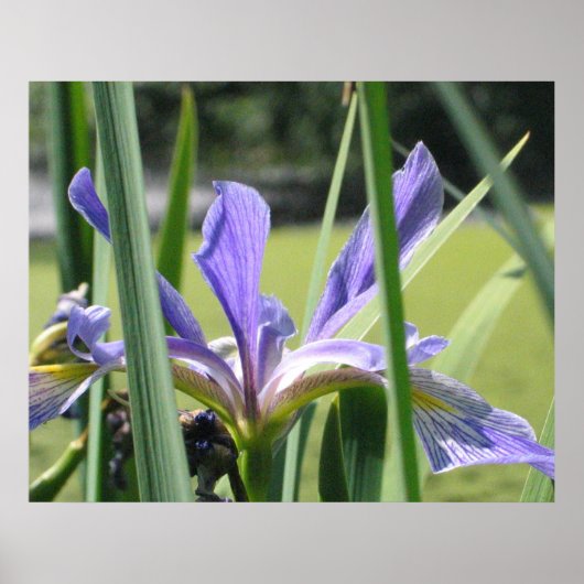 Water Iris op vijver Poster (Voorkant)