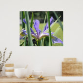 Water Iris op vijver Poster (Keuken)