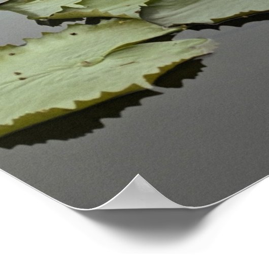 Water ligt in een vijver op zee poster (Hoek)