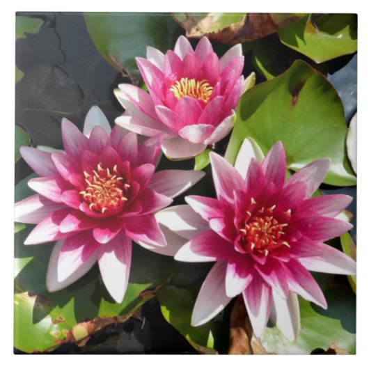 Water Lilies in bloei Tegeltje (Voorkant)