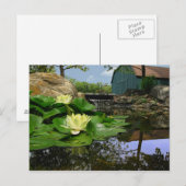 Water Lilies in Pond Briefkaart (Voorkant / Achterkant)