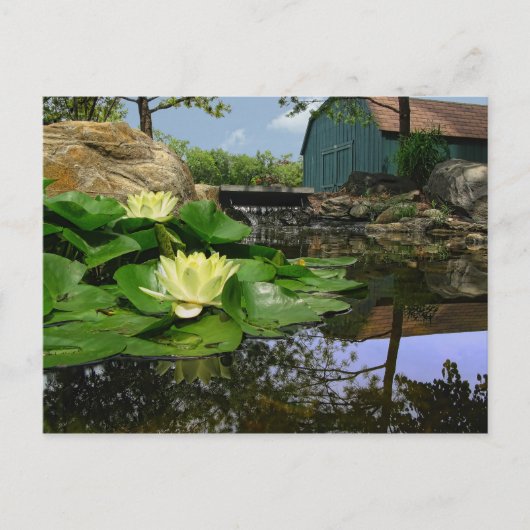 Water Lilies in Pond Briefkaart (Voorkant)