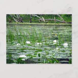 Water Lillies Briefkaart
