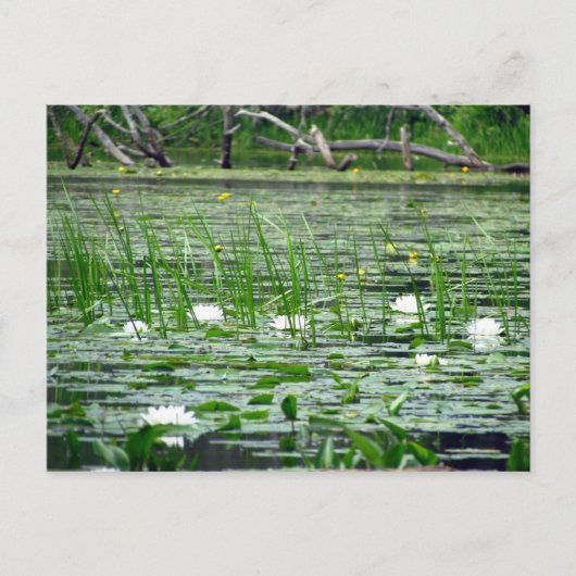 Water Lillies Briefkaart (Voorkant)