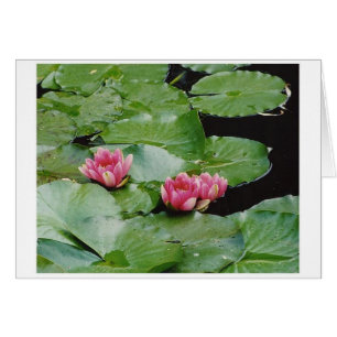 Water Lillies, Monet's House, Giverny, Frankrijk