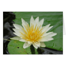 Water Lilly