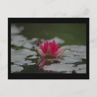 Water Lilly Briefkaart