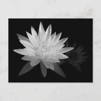 Water Lilly Briefkaart