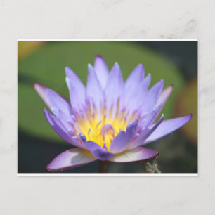 Water Lilly Briefkaart