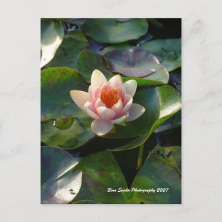 Water Lilly Briefkaart