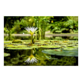 Water Lilly in botanische tuin Perfect Poster