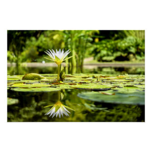 Water Lilly in botanische tuin Perfect Poster