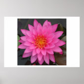 Water Lilly Poster (Voorkant)