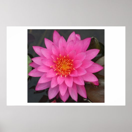 Water Lilly Poster (Voorkant)