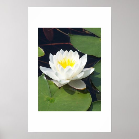 Water Lilly Poster (Voorkant)