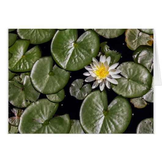Water Lily (Voorkant Horizontaal)