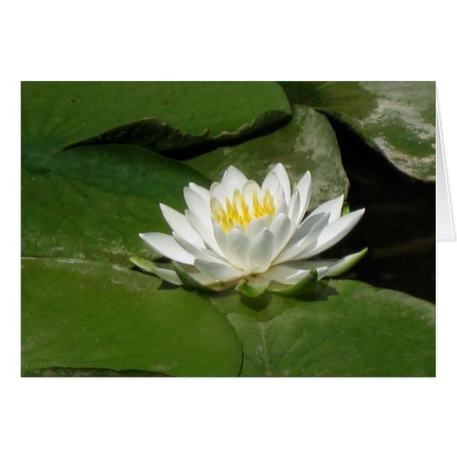 Water Lily (Voorkant Horizontaal)