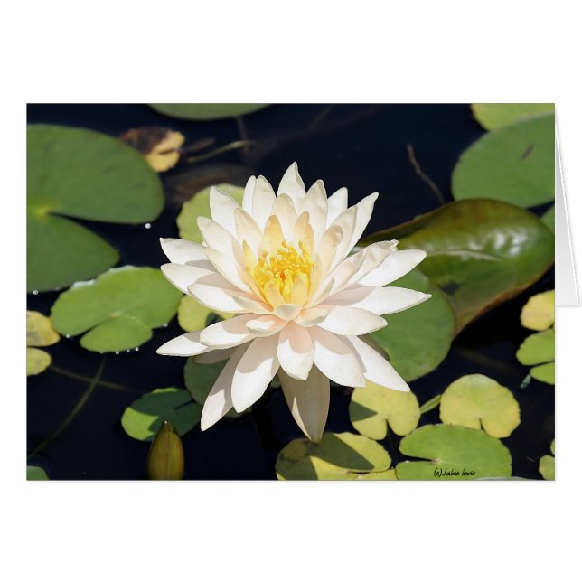 Water Lily (Voorkant Horizontaal)