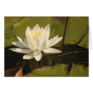 Water Lily