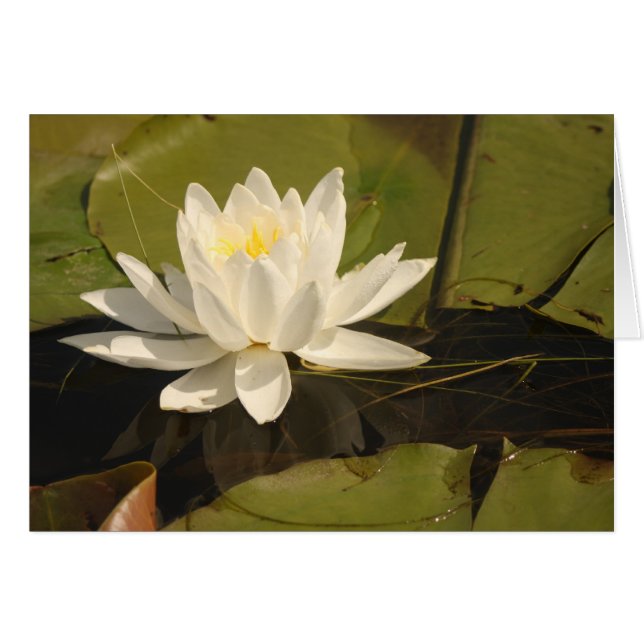 Water Lily (Voorkant Horizontaal)
