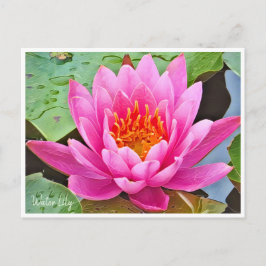 Water Lily ポストカード Briefkaart
