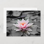 Water Lily Aquatic Plant Briefkaart (Voorkant / Achterkant)