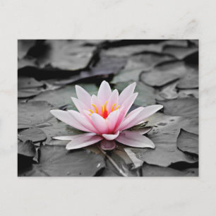 Water Lily Aquatic Plant Briefkaart