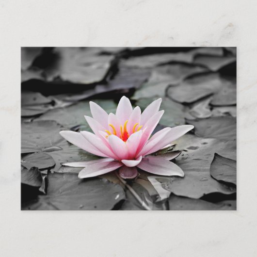 Water Lily Aquatic Plant Briefkaart (Voorkant)