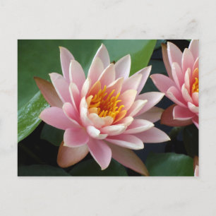 Water Lily Beauty Faire-part Carte postale