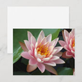 Water Lily Beauty Faire-part Carte postale (Devant / Derrière)