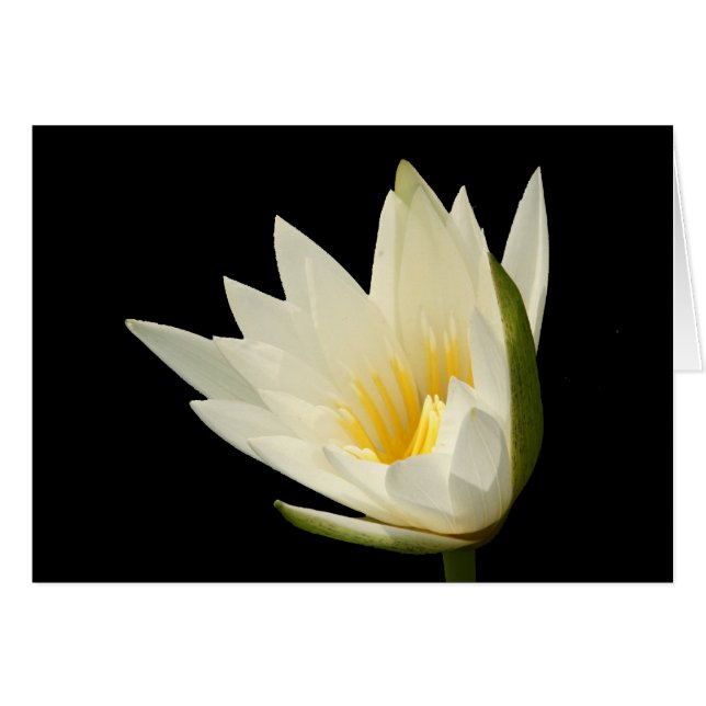 Water Lily Blank Card (Voorkant Horizontaal)